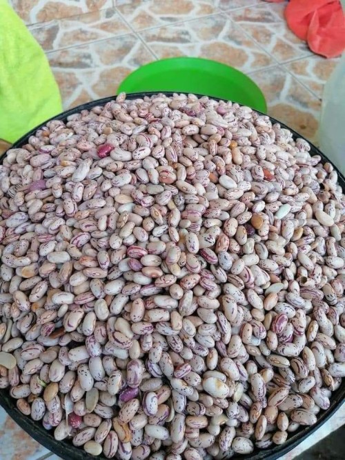 Sugar Beans For Sale