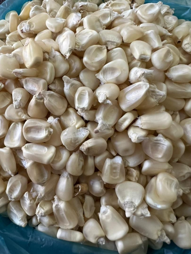 Whole Sale Bulk White Corn For Sale