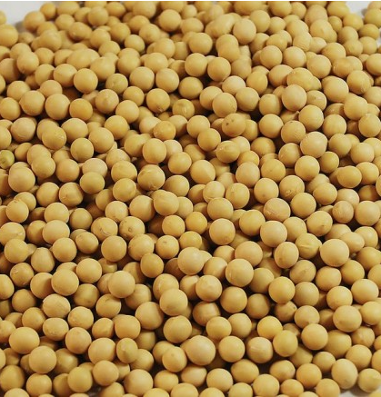 Soybeans Cheap Price Soya Beans Best Selling