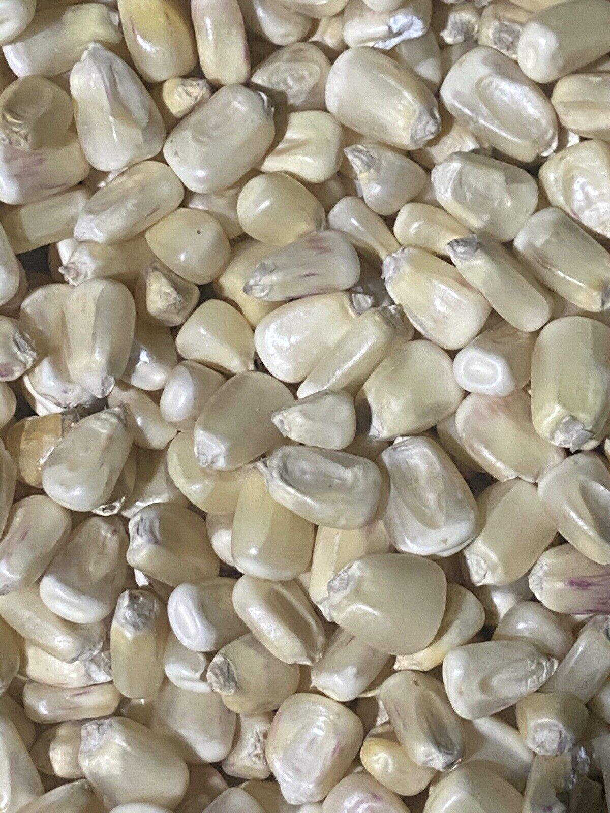 Whole Sale Bulk White Corn For Sale