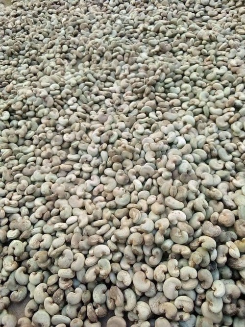 100% natural cashew nuts w180,w240 and w320