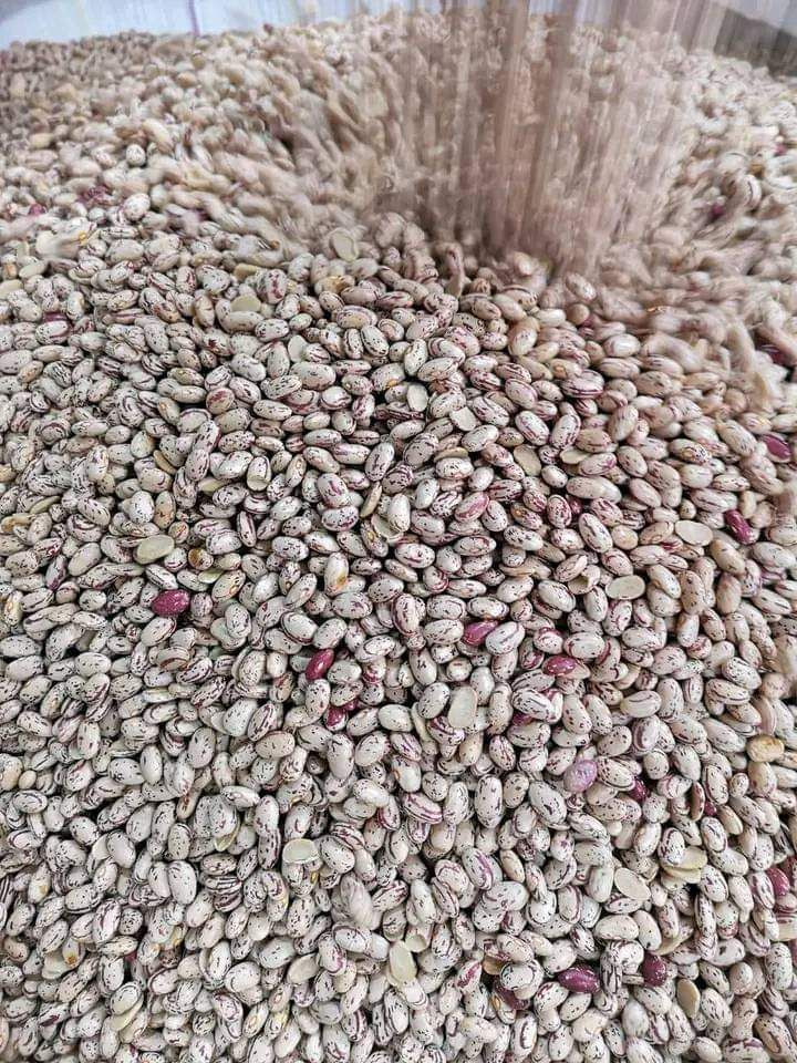 Organic Sugar Beans / Kidney Beans / Red Kidney Beans