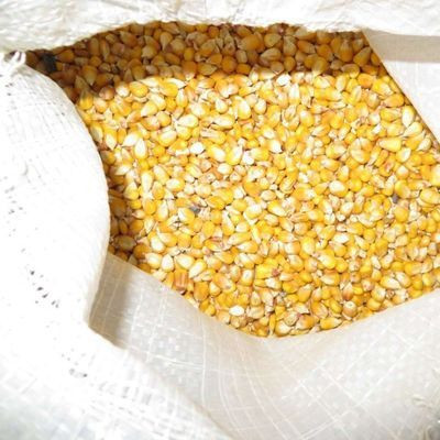 Yellow Maize-Corn for animal feed and Human consumption.