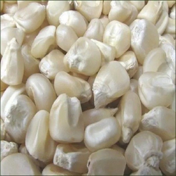 Organic High Grade White Corn Maize