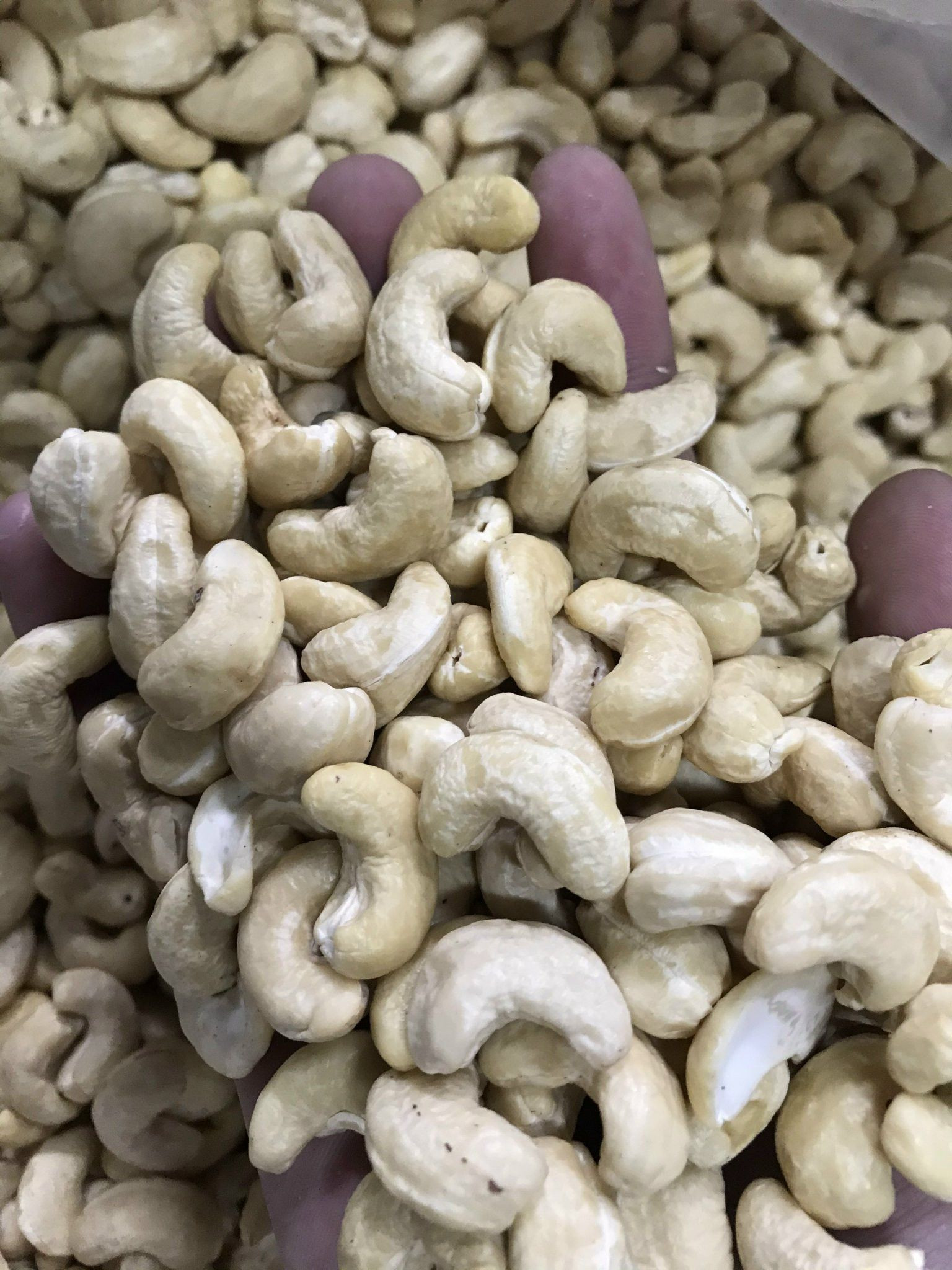 Wholesale Cashew Nuts W180,W240 AND W320