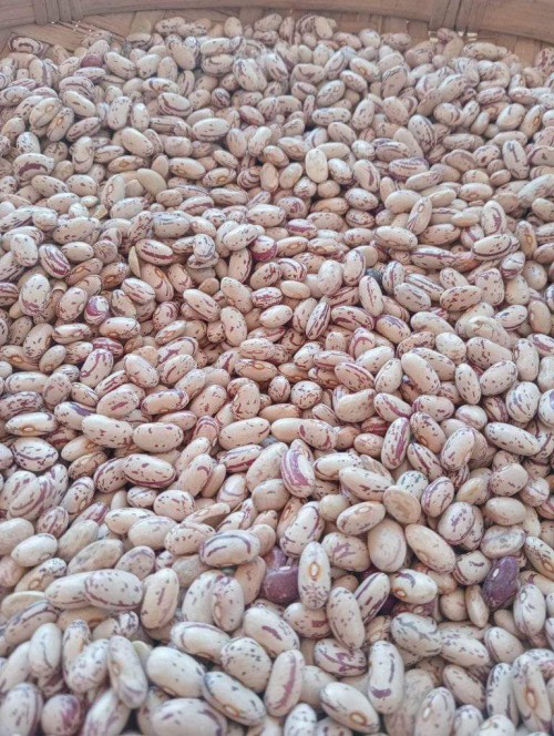 Light Speckled Kidney Beans - Long Grain Sweet Beans Sugar Beans on discount now