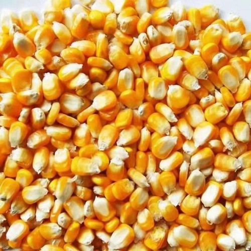 Yellow Maize For Animal Feed