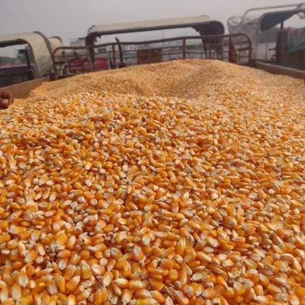 Yellow Maize-Corn for animal feed and Human consumption.