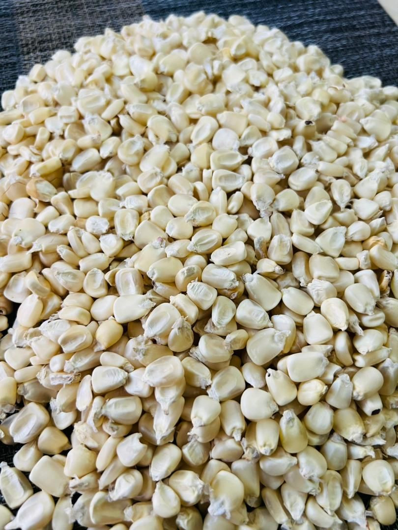 Organic High Grade White Corn Maize